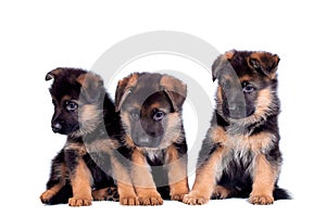 Three German shepherd puppies