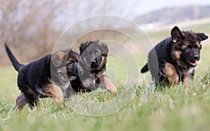 Three German Shepherd Puppies playing