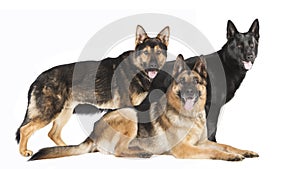 Three German Shepherds