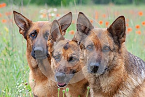 Three German shepherds
