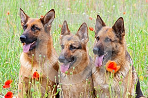 Three German shepherds