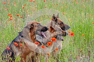 Three German shepherds