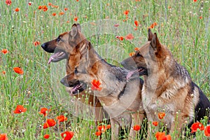 Three German shepherds