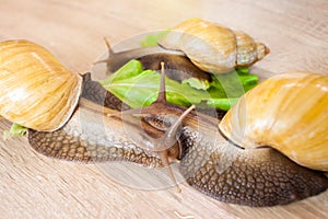 Three giant african snail Achatina