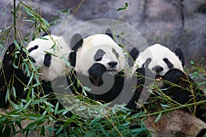 Three giant pandas