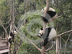 Three giant pandas cubs playing on the tree
