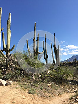 Three Giant Saguaros with mountains and sky