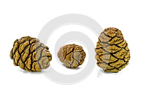 Three giant sequoia cones isolated on the white background.