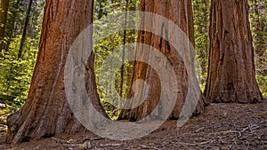 Three Giant Sequoia tree trunks, in the Merced Grove, Yosemite Nat`l. Park, CA