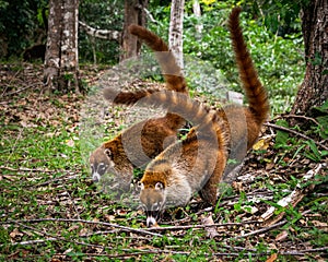 Three ginger coatis searching for food.