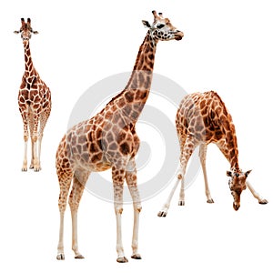 Three giraffe in different positions isolated with