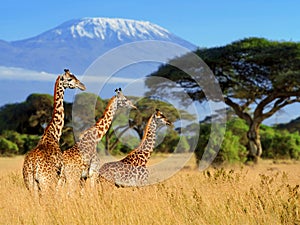 Three giraffe on Kilimanjaro mount background