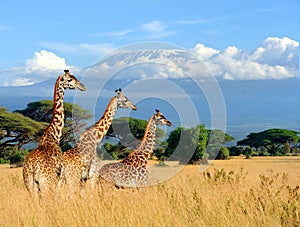 Three giraffe on Kilimanjaro mount background in National park o