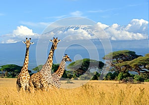 Three giraffe on Kilimanjaro mount background in National park o