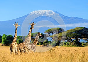 Three giraffe in National park of Kenya photo