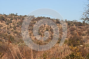 THREE GIRAFFE STANDING SEVERAL PACES APART IN AFRICAN BUSH