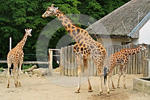 Three giraffe in ZOO