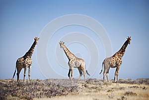 Three giraffes