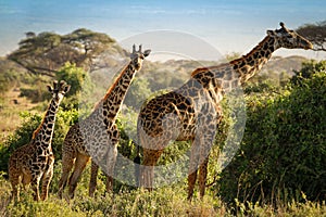 Three giraffes