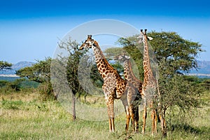 Three giraffes