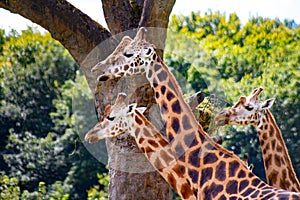 Three giraffes in Aalborg Zoo