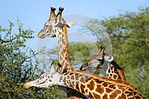 Three Giraffes on the african savannah