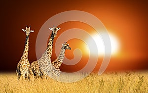 Three giraffes on a background sunset in National park of Kenya