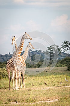 Three Giraffes bonding in the grass.