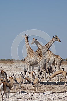 Three giraffes in Etosha National Park