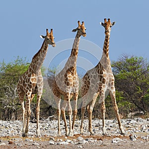 Three giraffes in the Etosha National Park