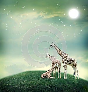 Three giraffes on the fantasy landscape