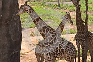 Three giraffes in the field in the zoo