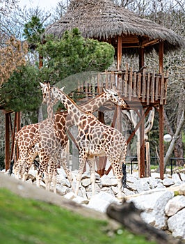 Three giraffes Giraffa camelopardalis near a hut