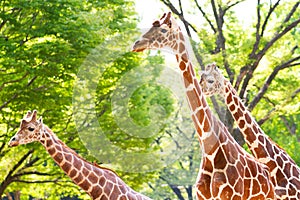 Three giraffes in a park