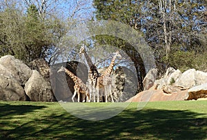 Three Giraffes Pose in Perfect Formation at a Zoo