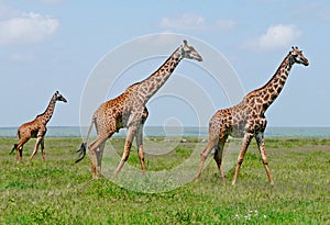 Three giraffes in savannah
