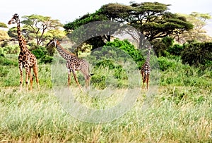 Three giraffes stand in the Africa on a safari.