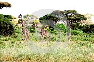 Three giraffes stand in African savannah on safari