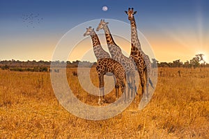 Three Giraffes standing side by side - Kruger National Park, South Africa