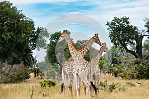 Three giraffes standing together in African bush, Botswana