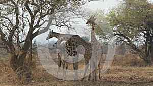 Three giraffes standing under acacias and eating their branches