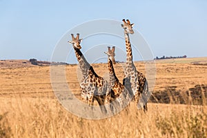 Three Giraffes Together Wildlife Animals photo
