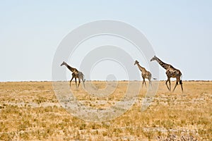 Three giraffes walk on the dry Namibian savanna in Africa against a clear sky