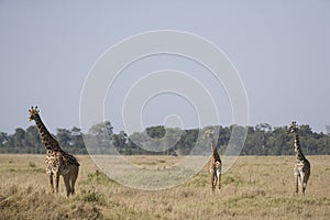 Three Giraffes walking on the plains of the Masai Mara