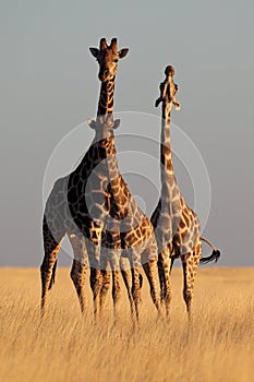 Three giraffes in warm sunset light