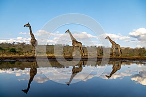 Three giraffes at a water hole