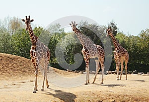 Three giraffes in the wild