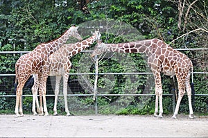 Three giraffes in zoo