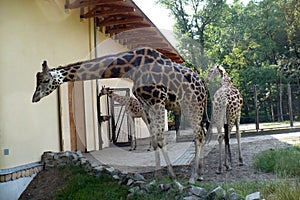 Three giraffes in a zoo stands on the grass extends a long neck