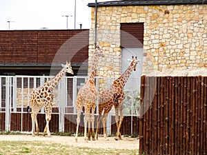 Three giraffes in the zoo